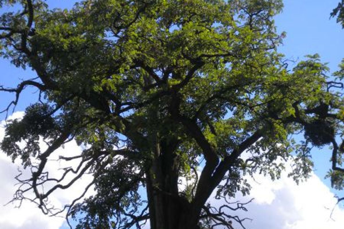 wycinka drzew warszawa